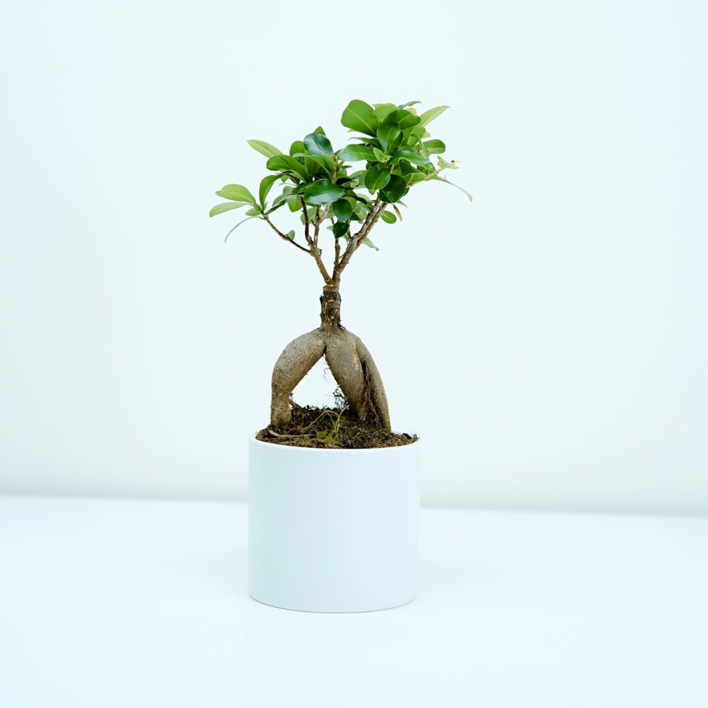 Садоводство